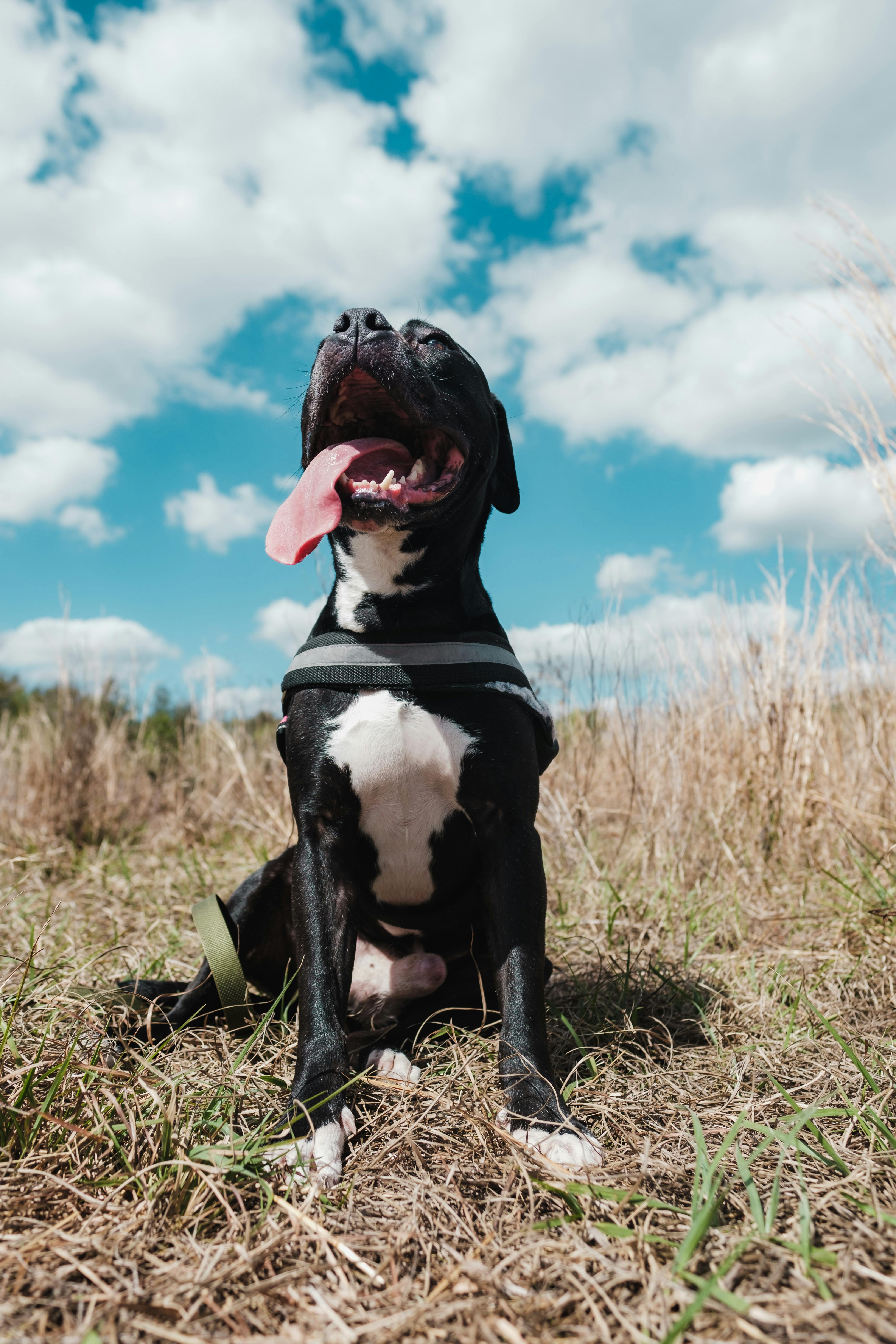 Arnés acolchado para perro pequeño