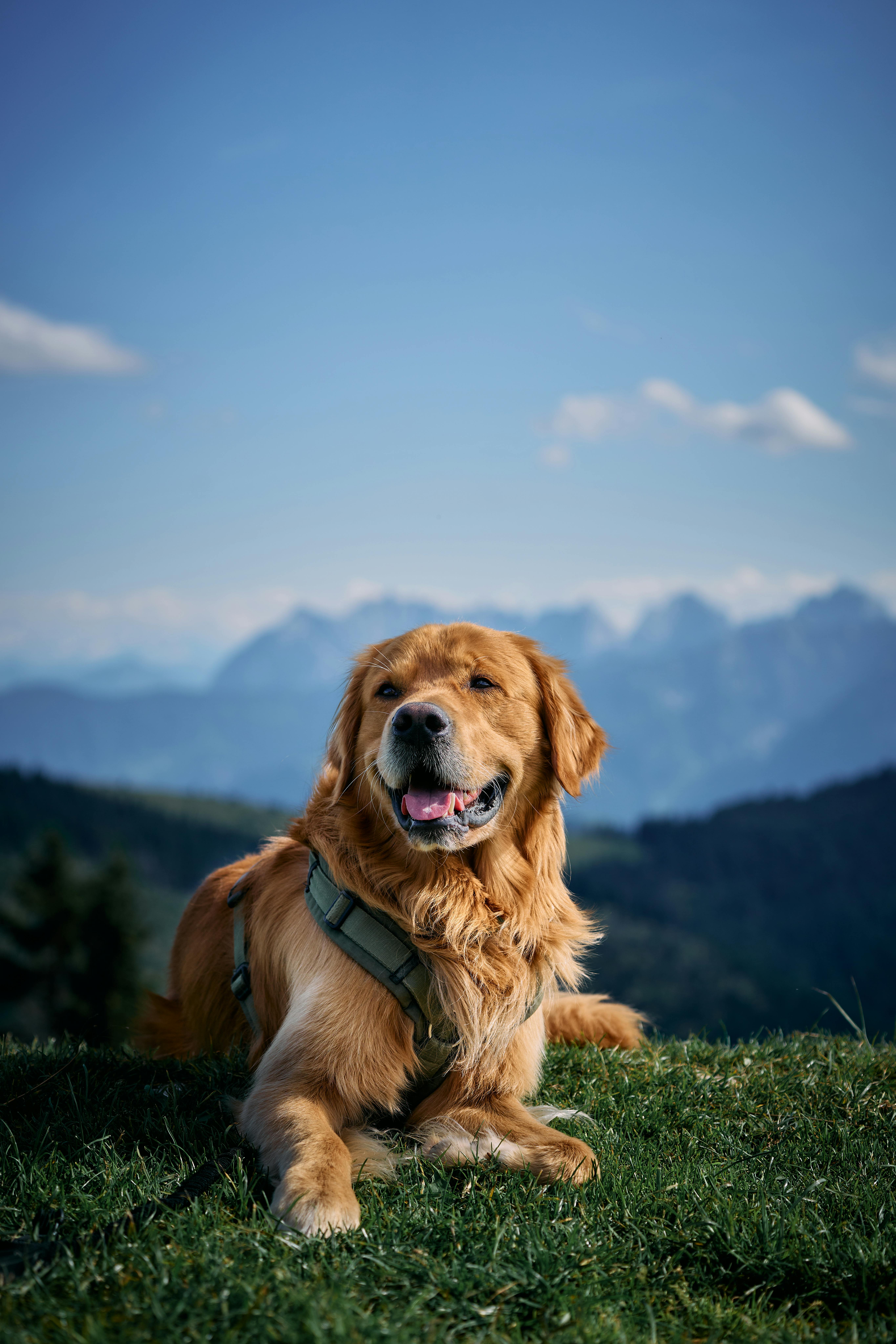 Arnés Wisebom antiescape para perros pequeños