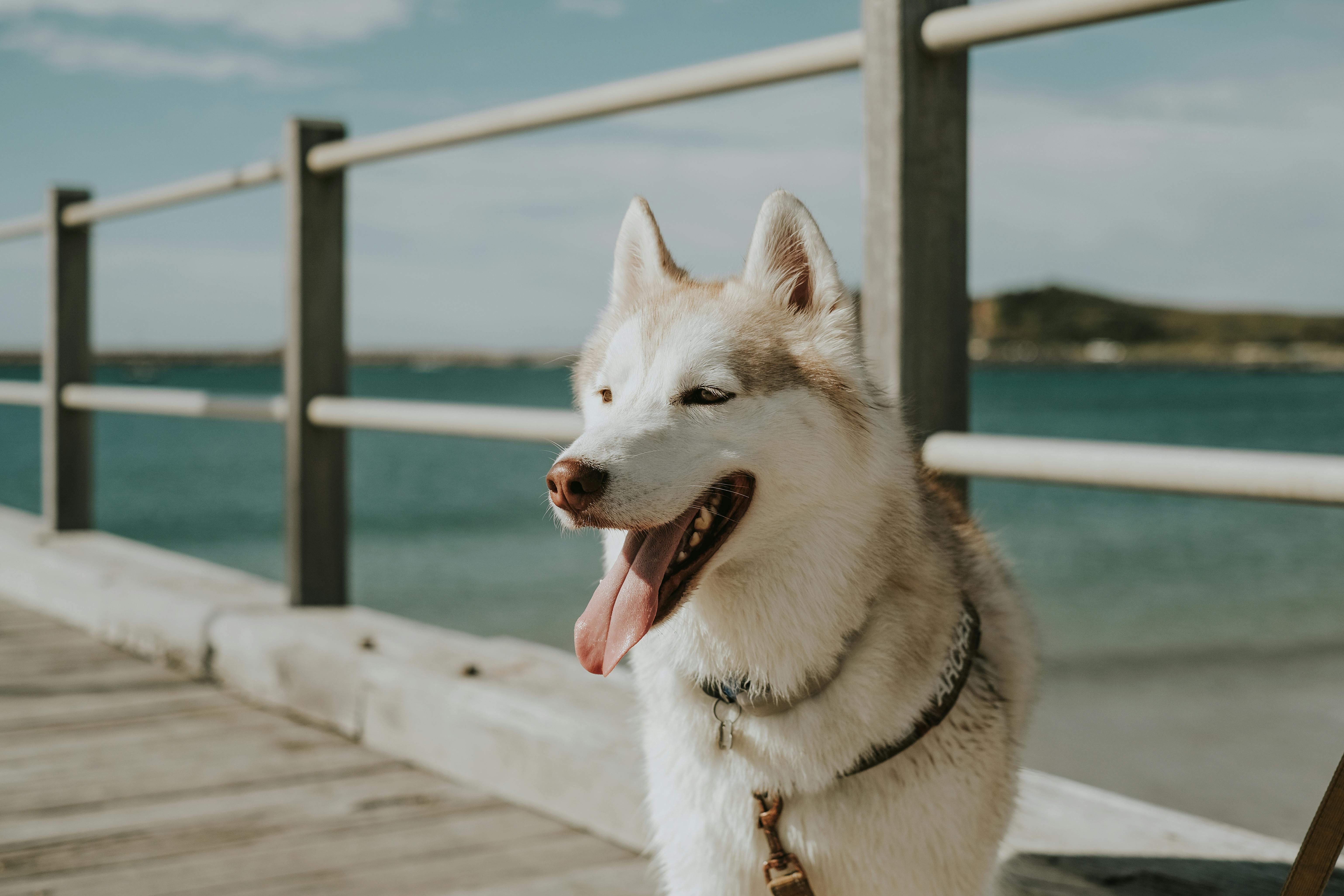 Arnés SlowTon envolvente antiescape para perros pequeños