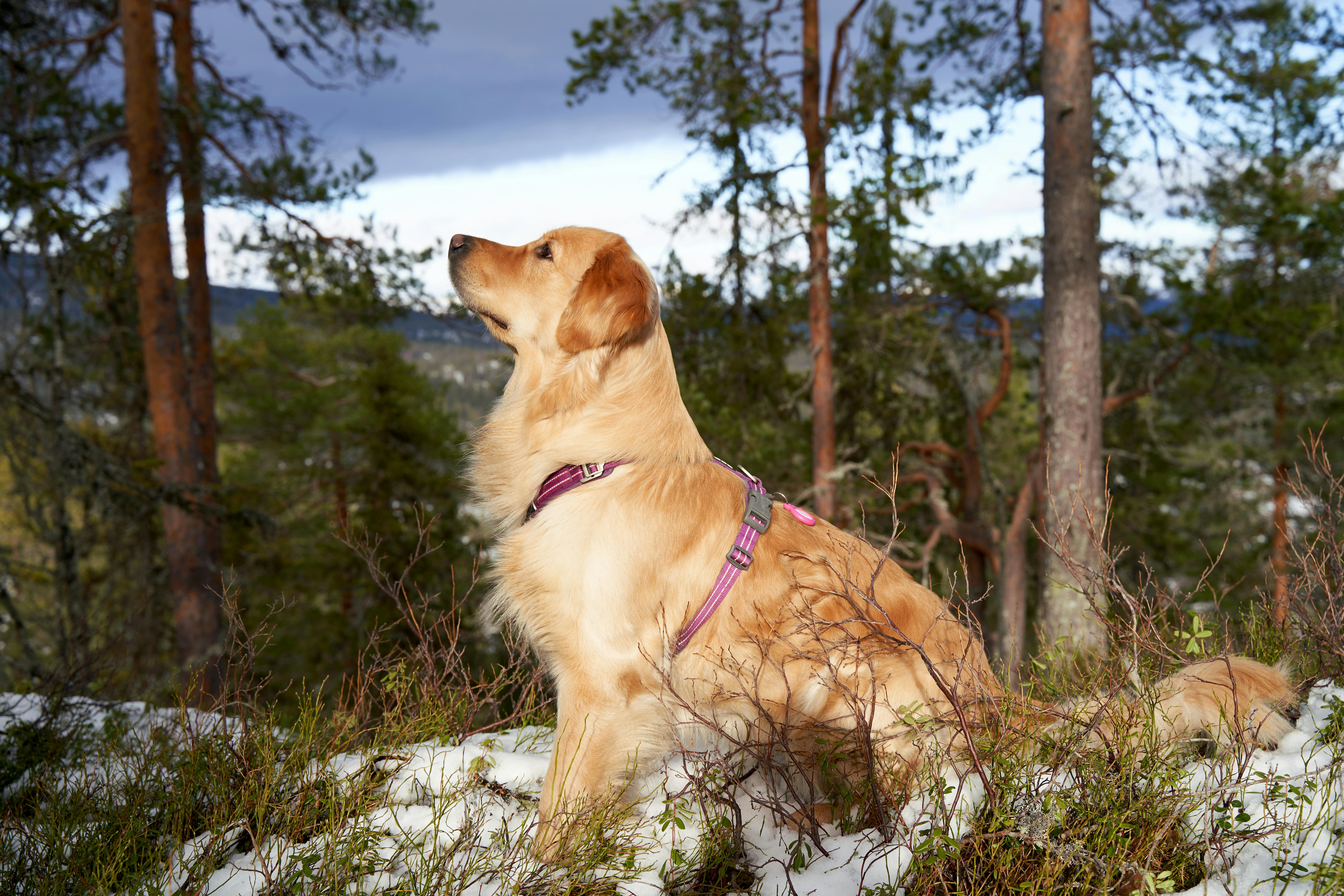 Arnés robusto Mr. Doggy XXS para perros muy pequeños