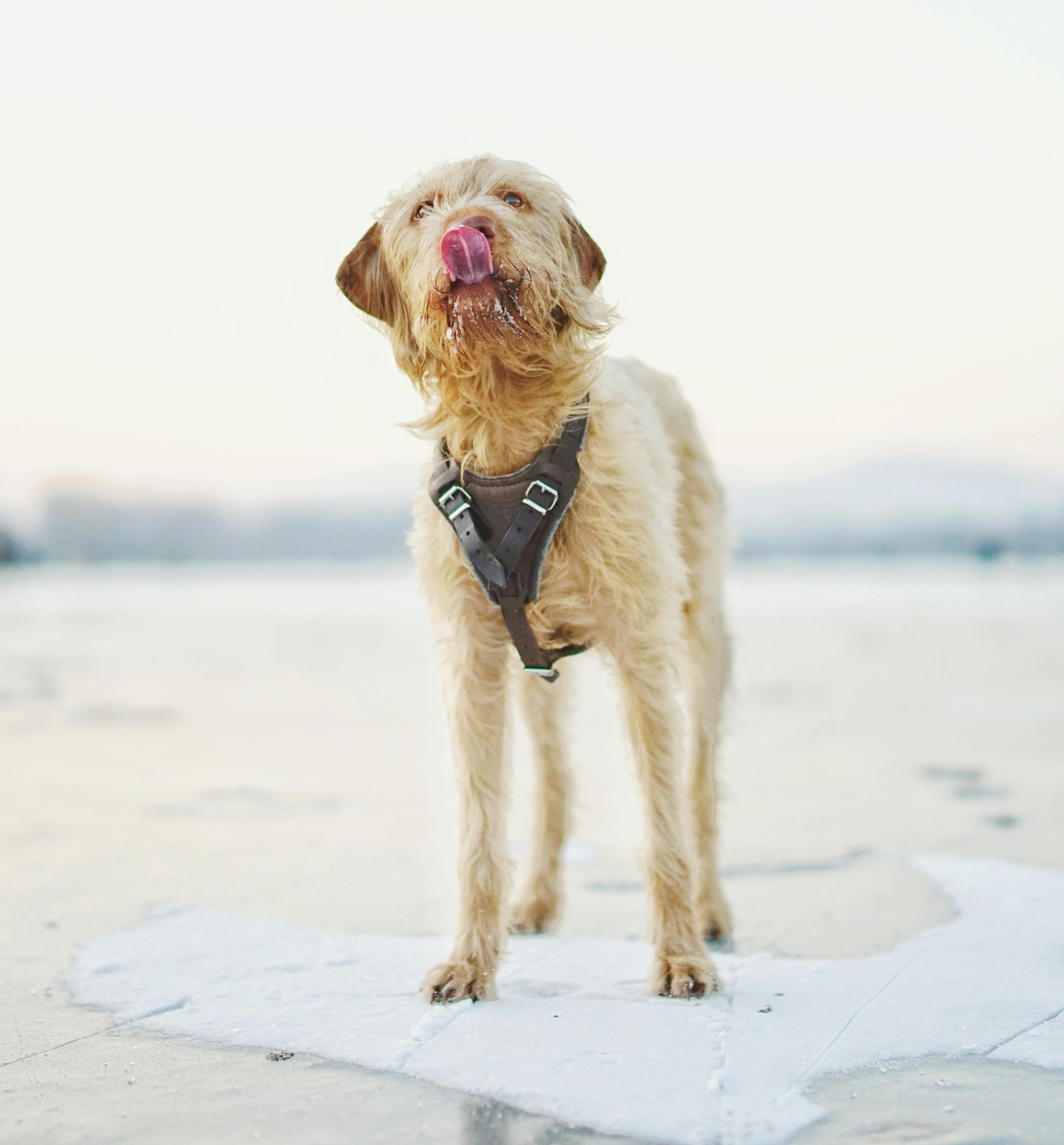 Arnés de malla transpirable para perro pequeño