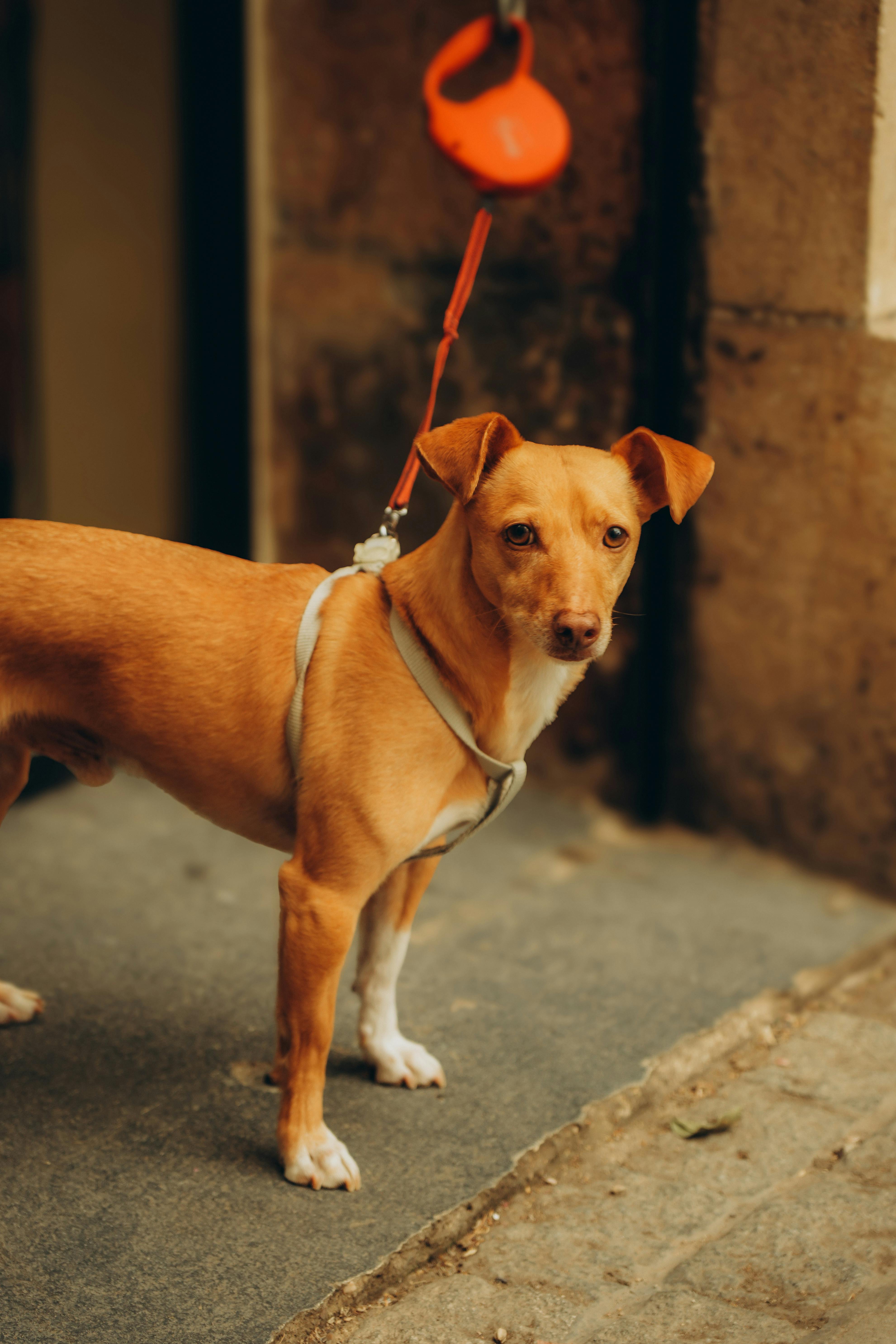 Arnés resistente de nylon Consentida para perro pequeño
