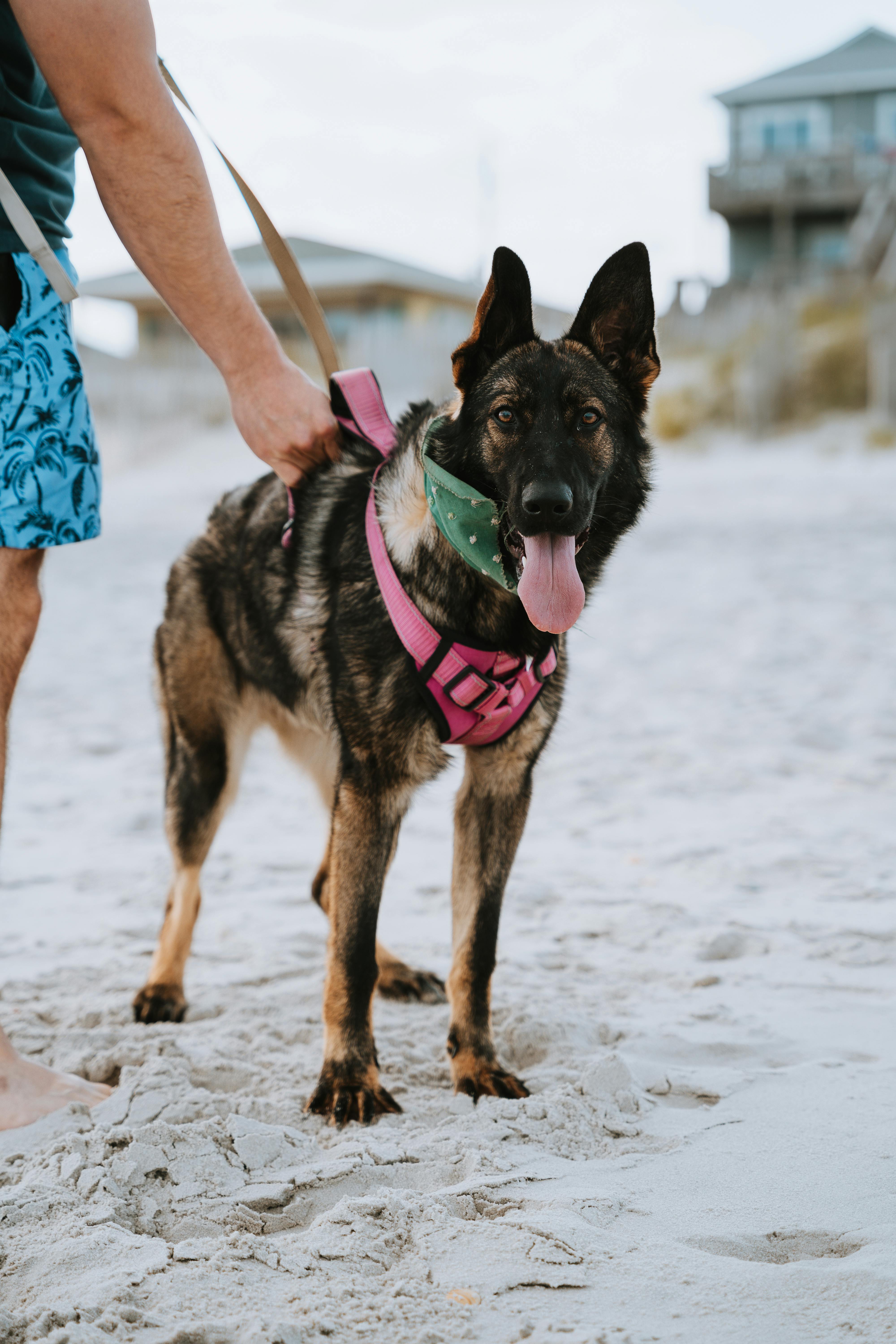 Arnés Suredoo suave y ligero para cachorros pequeños