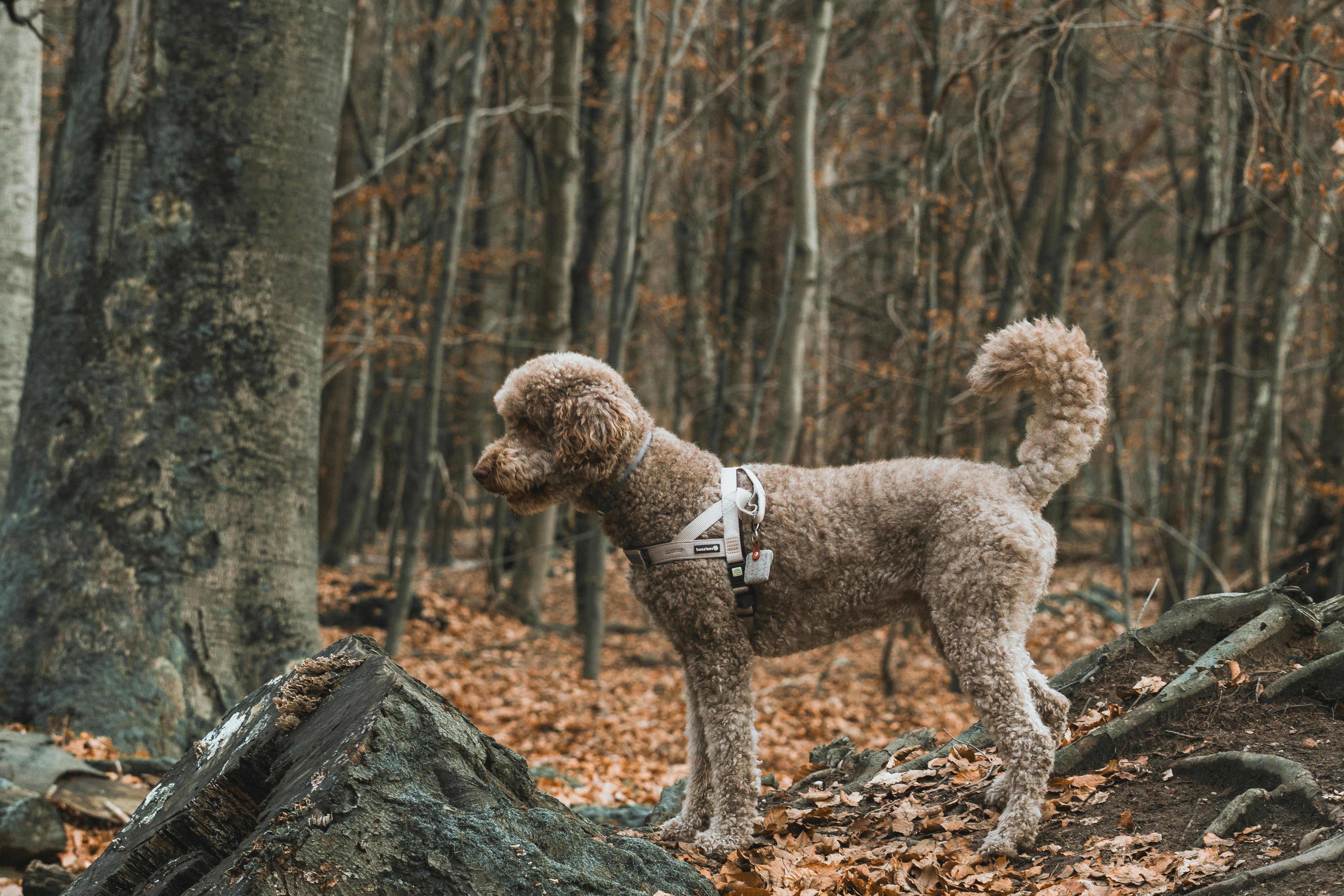 Arnés Elevant ajustable para cachorros pequeños